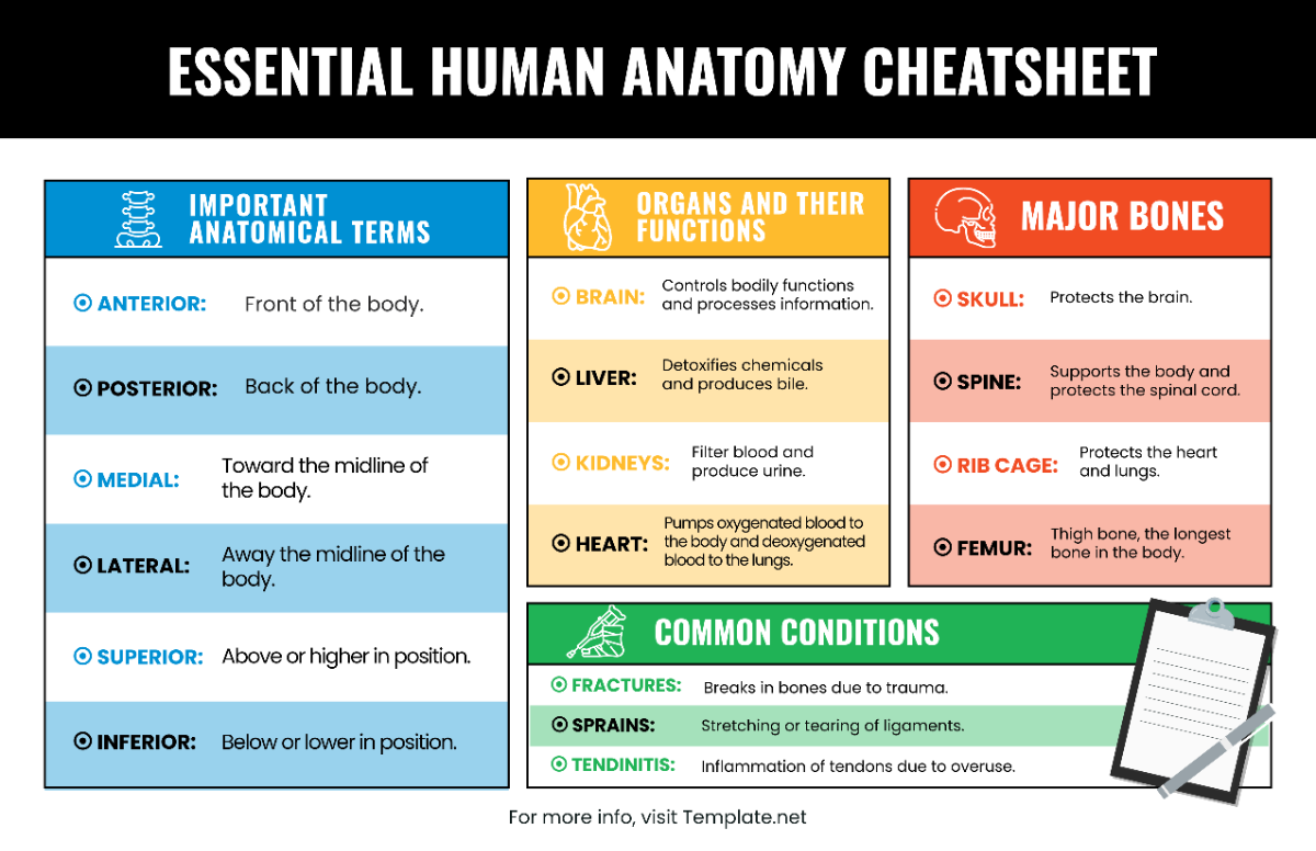 Infographic Cheatsheet Template - Edit Online & Download